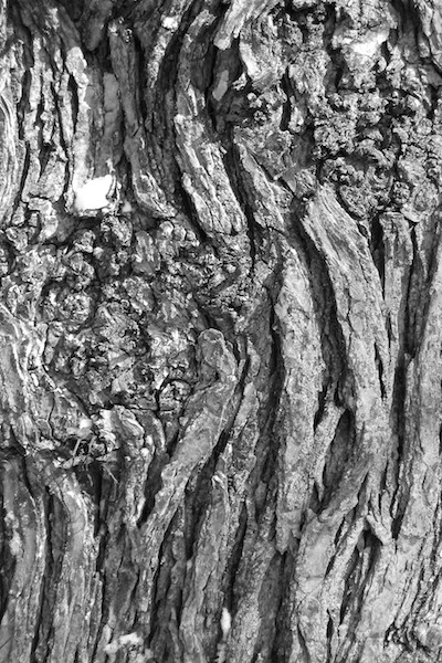 Future Nostalgia: 03/15/09 - Tree Bark